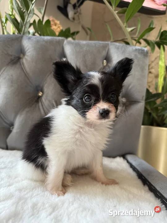 Papillon Spaniel Kontynentalny Miniaturowy Dudki
