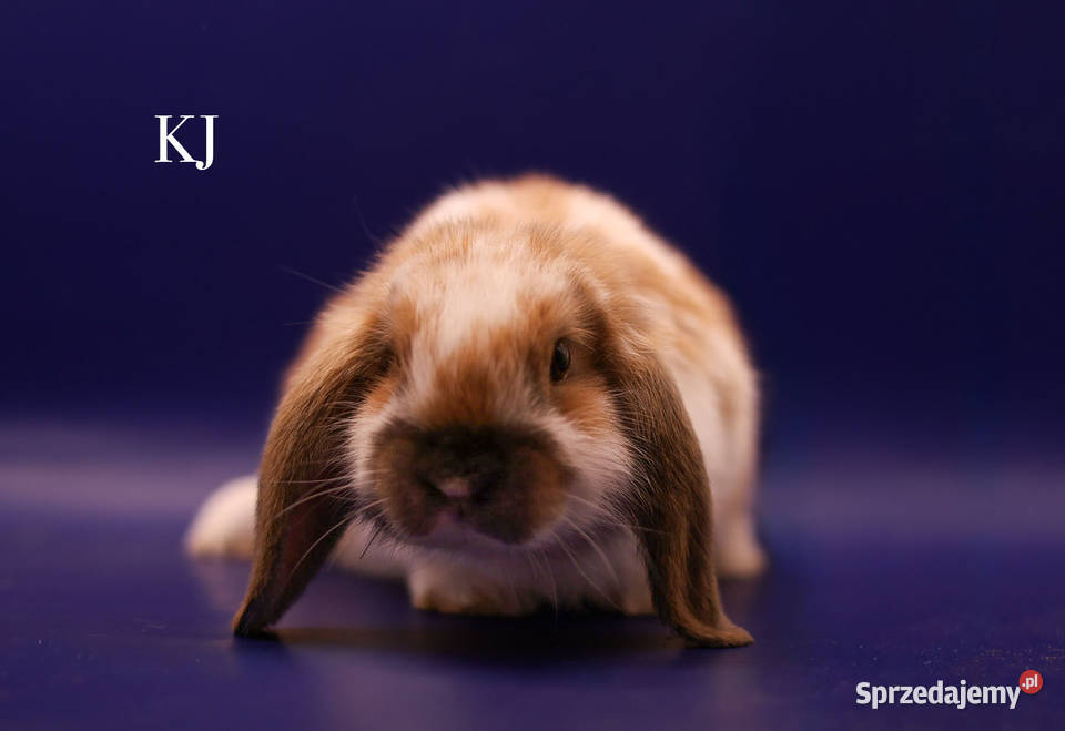 Króliki miniaturki Budzyń sprzedam