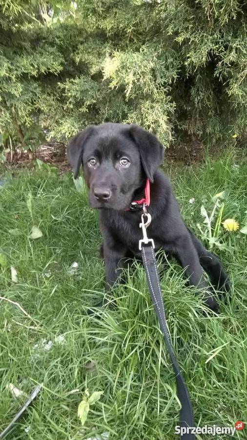 Lablador 4 miesiące czarny piesek Gliwice