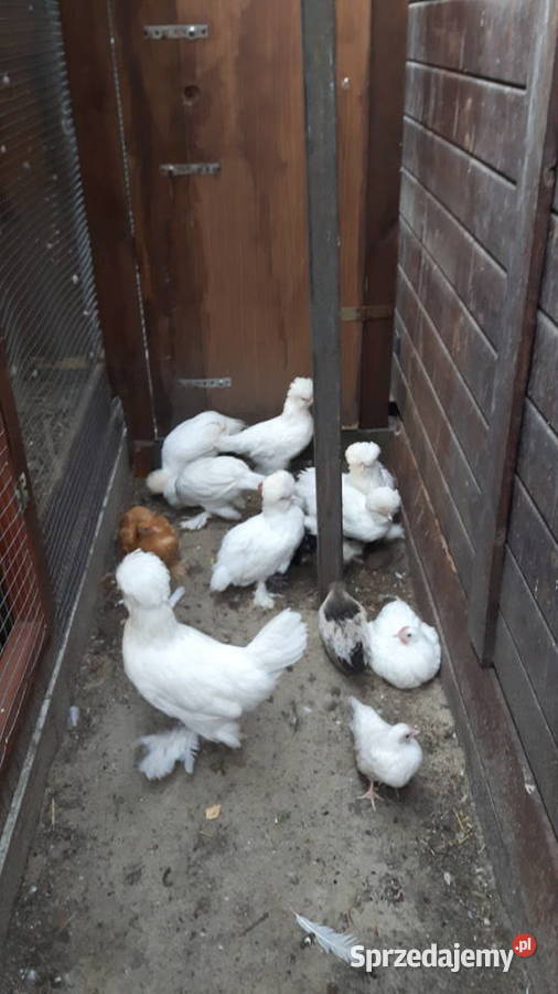 Sprzedam koguty kur sultanów Raków