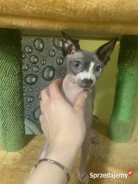 Sfinks Kanadyjski Do odbioru koteczką Rodowód Leszno