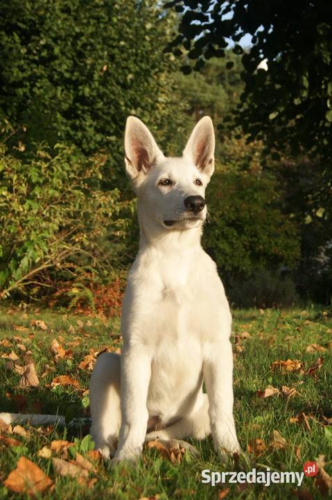 Szczenięta Białego owczarka Szwajcarskiego Hajnówka