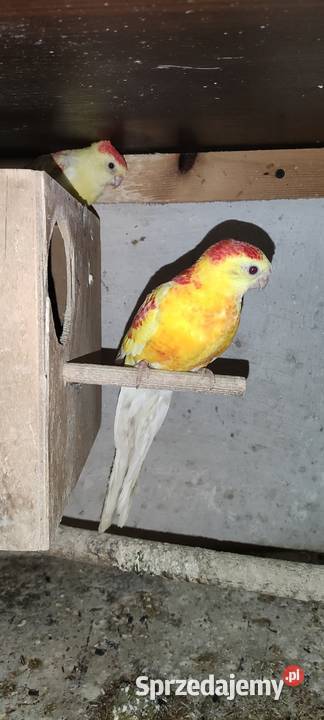 Rozela białolica Zwierzęta Rybnik sprzedam