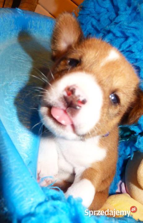 Basenji szczenię KUUME Z GREMLINKOWA Pabianice