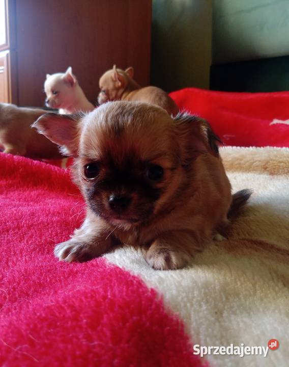 Chihuahua piesek biały i brązzowy Jasienica Dolna