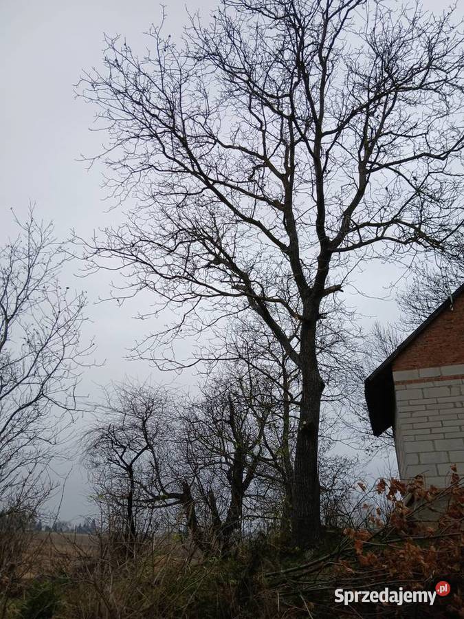 Orzech Włoski 170 obwodu Jarosław