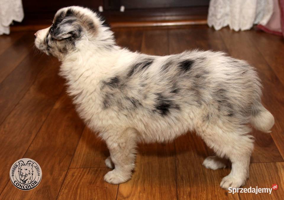 Border Collie coli szczeniak Blue Merle tricolor mazowieckie Jastrzębia