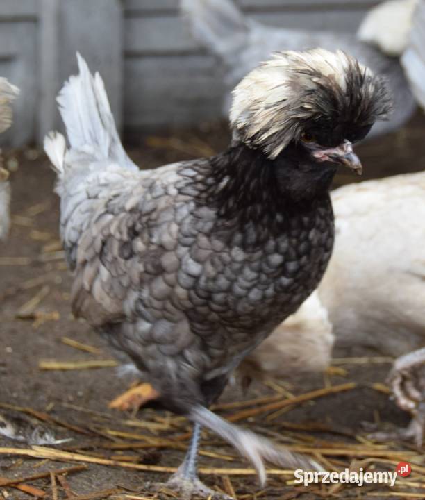 JAJA LĘGOWE CZUBATKI Łochów