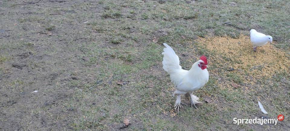 Kury karzełki liliputki Tokarówka