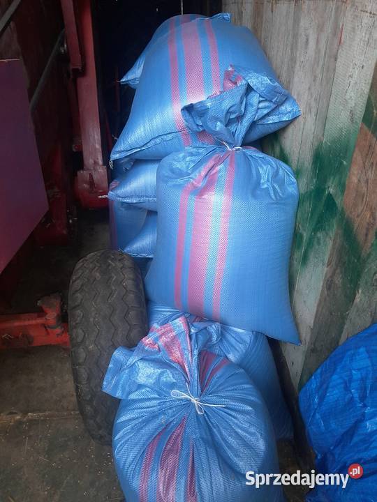 Pszenica patras owies bingo Pcim