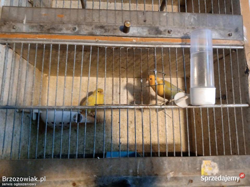 Kanarki kanarek samiec samica okazja sprzedam