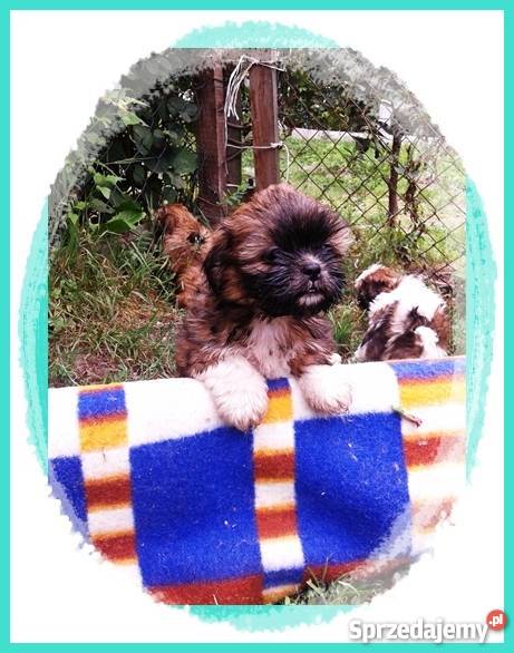 Pieski Shih Tzu maleństwa z rodowodem i chipem Psy