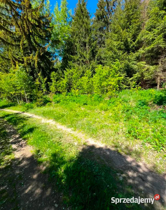 Działka leśna 979ha z prywatnym stawem 05 ha Sprzedaż Gołdap