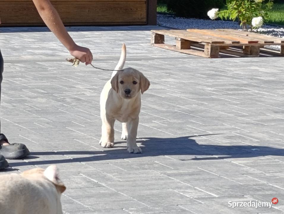 Labrador Milejowice