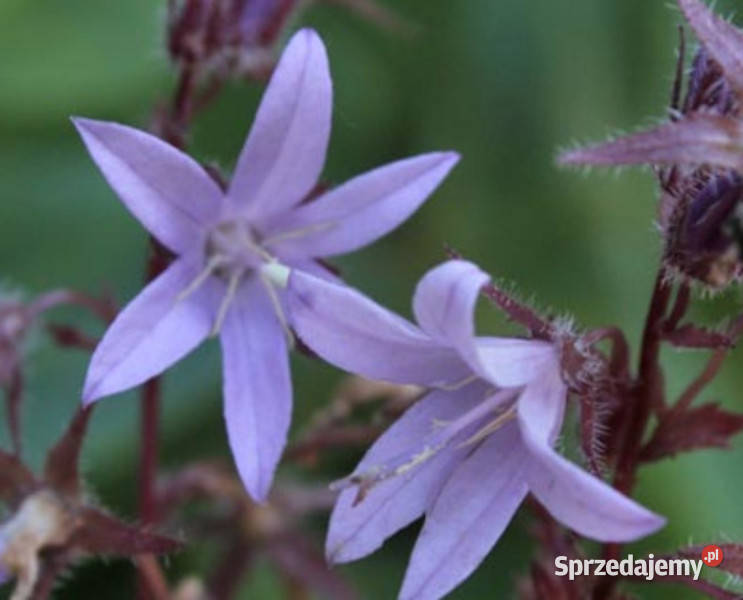 DZWONEK POSZARSKIEGO sadzonki w doniczkach Ustronie sprzedam