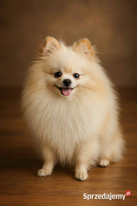szpic miniaturowy pomeranian miski Szpic miniaturowy Warszawa sprzedam