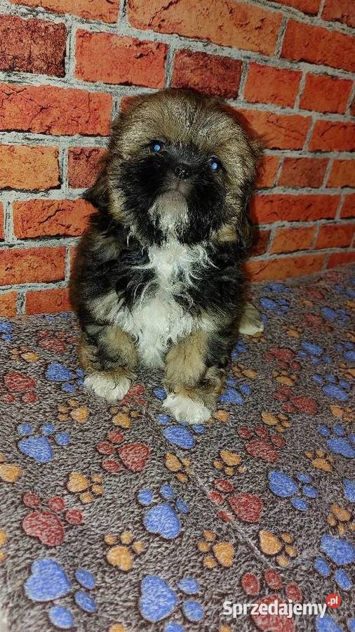 Chłopaki Shihtzu szukają domku Wilki