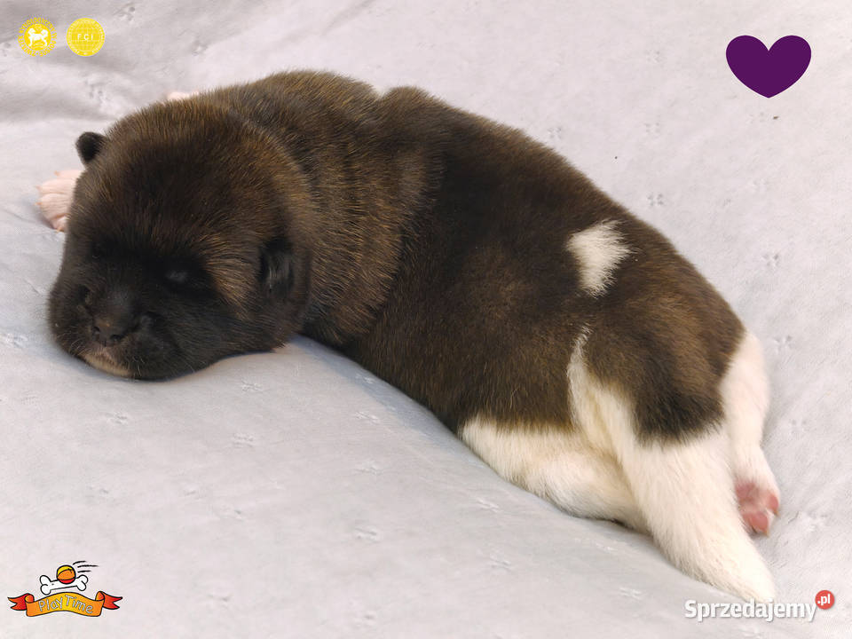 Szczenięta AKITA AMERYKAŃSKA sunia i samiec Poddębice sprzedam