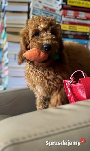 Samiec labradoodle mini f2 apricot Gryfice