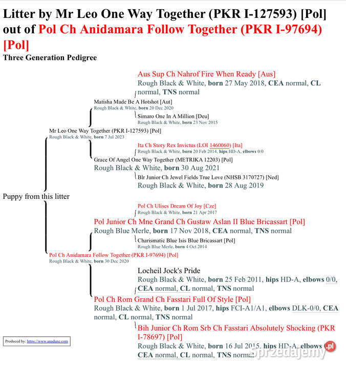 Border collie ZKwPFCI szczenięta Kraków sprzedam