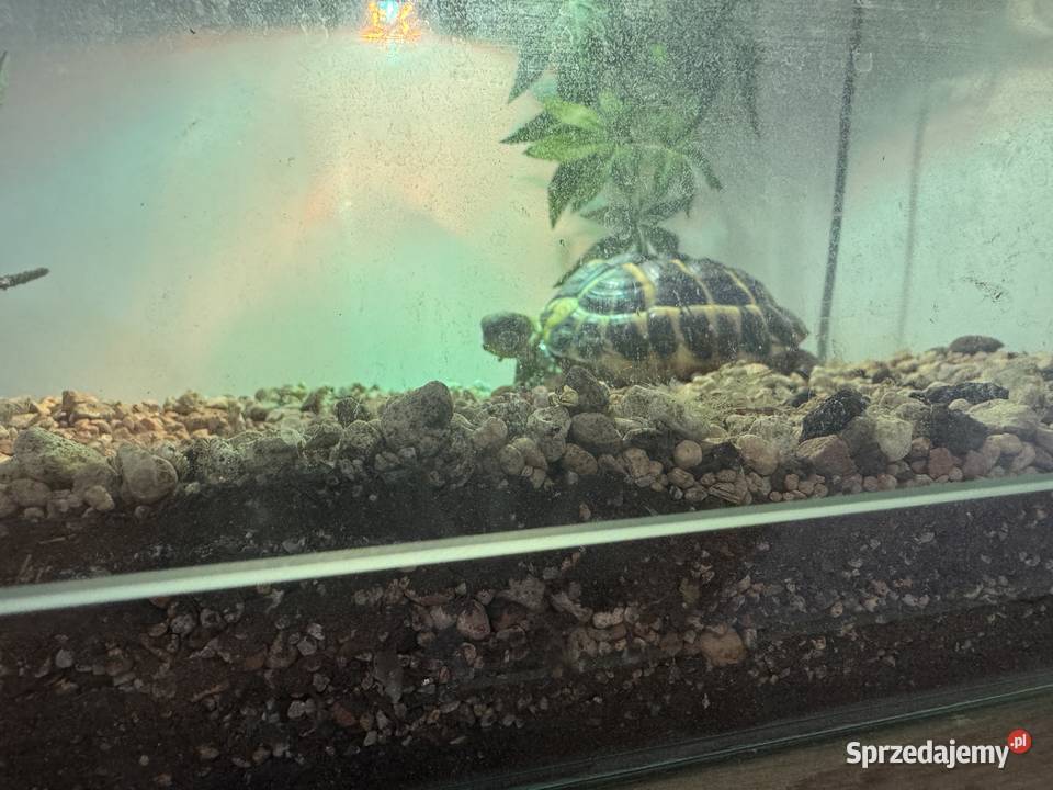 Żółw grecki lądowy Testudo Hermanni Lublin sprzedam