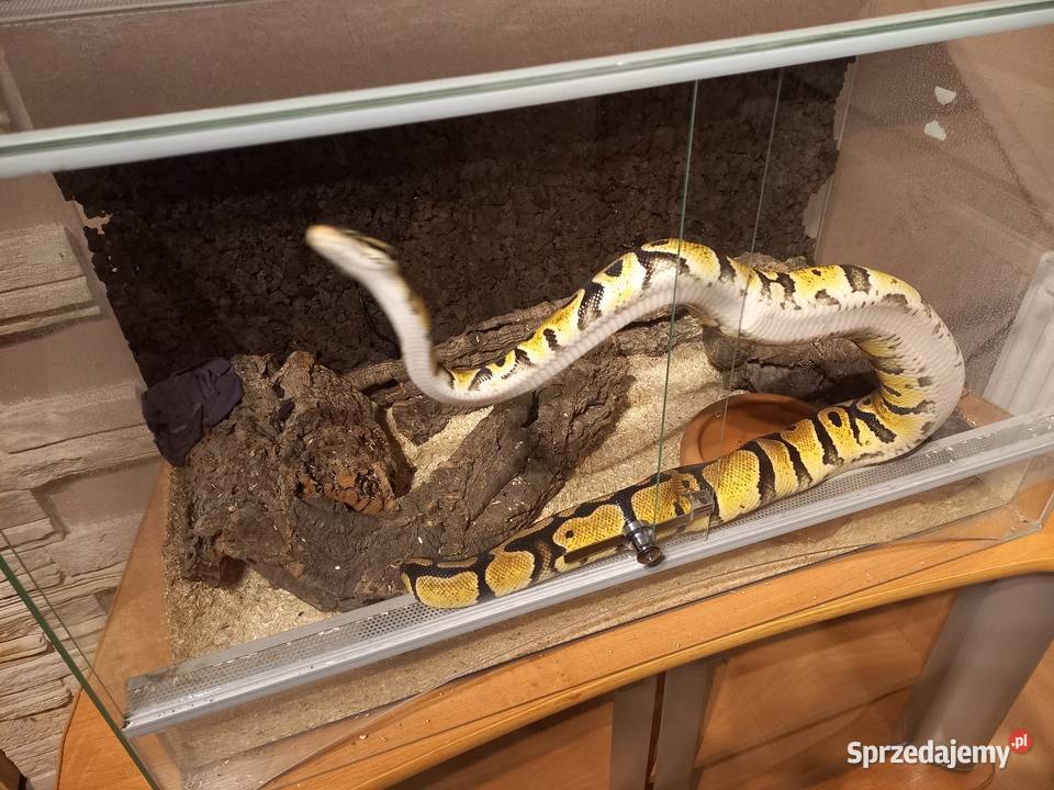 Pyton Królowski 2gen samiec Zwierzęta