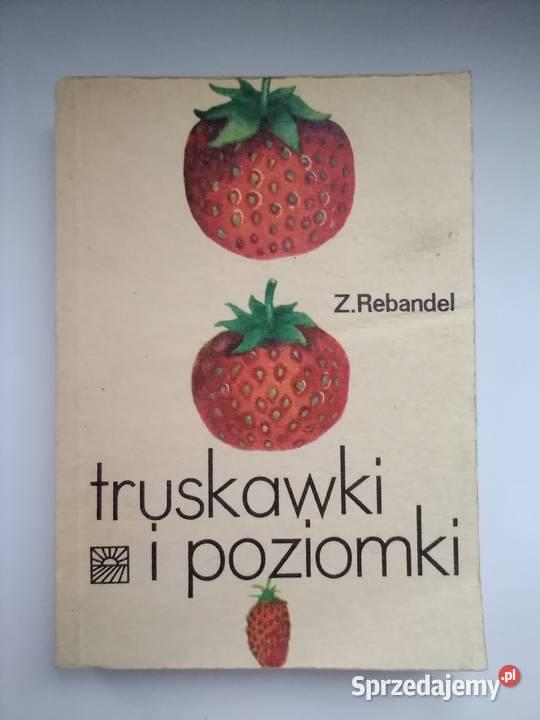 Truskawki poziomki poradnik Łódź