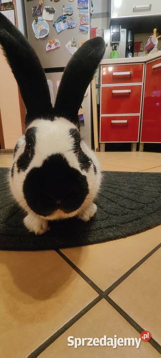 Srokacz niemiecki Górki