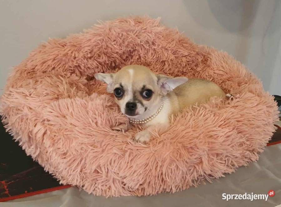 Chihuahua śliczna beżowa suczka z rodowodem śląskie Częstochowa