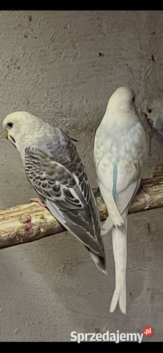 Papugi faliste tęczowe Zwierzęta