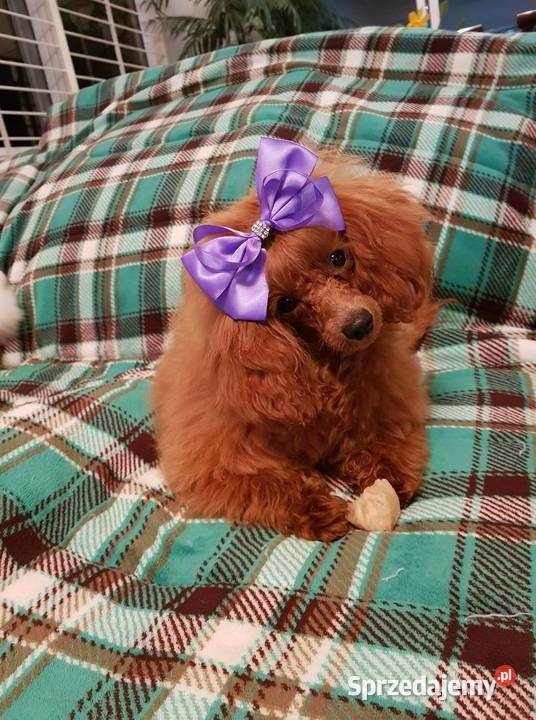 PUDEL TOY RED płowy samiec do odbiorurodowófd pomorskie Bydgoszcz