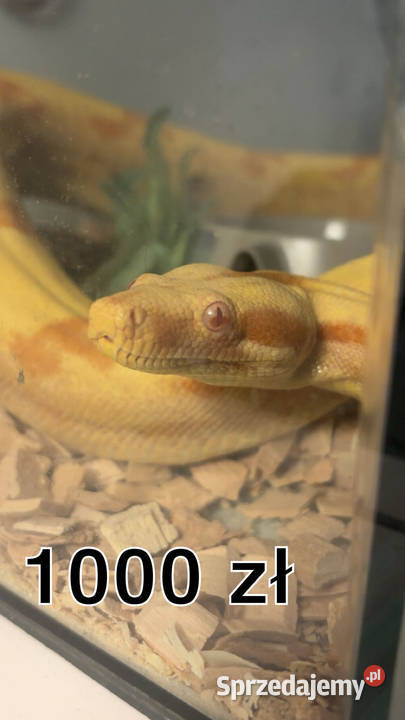 Pytony boa Sulejówek sprzedam