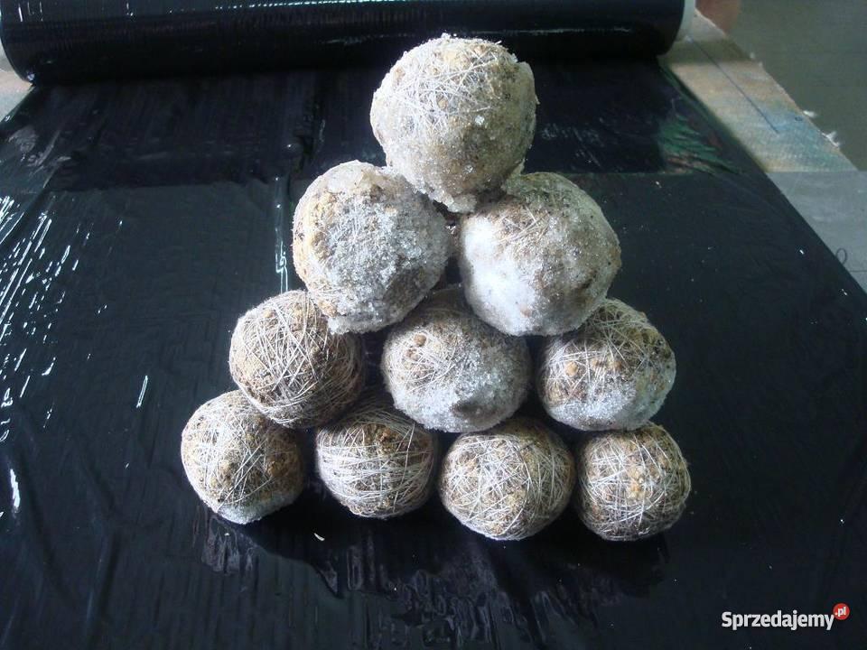 Kule JętkiNajleprza przynęta na SUMAJĘTKA Ostrów Mazowiecka