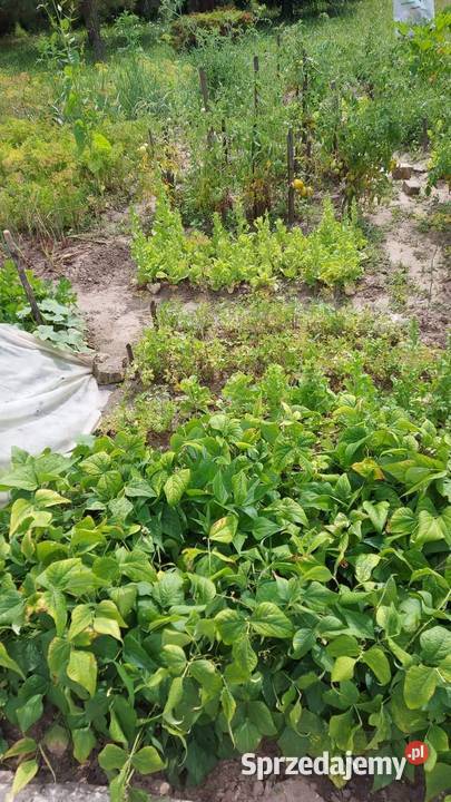 Działka ROD al Warszawska 315m2