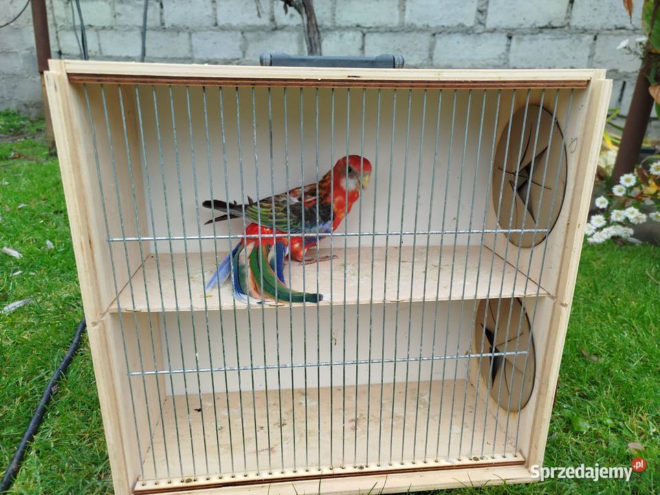 Rozella Białolica samiec 2025 r Brzeziny