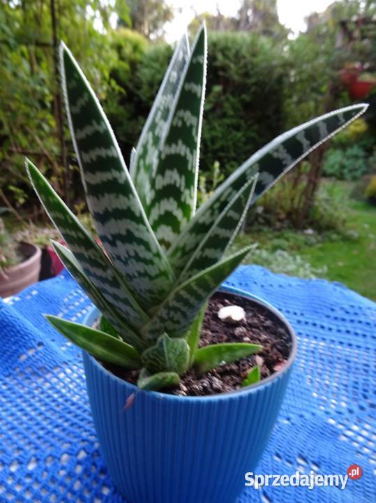 Kaktus Aloes Pstry Tygrysi Aloe Variagata Kaktusy i sukulenty