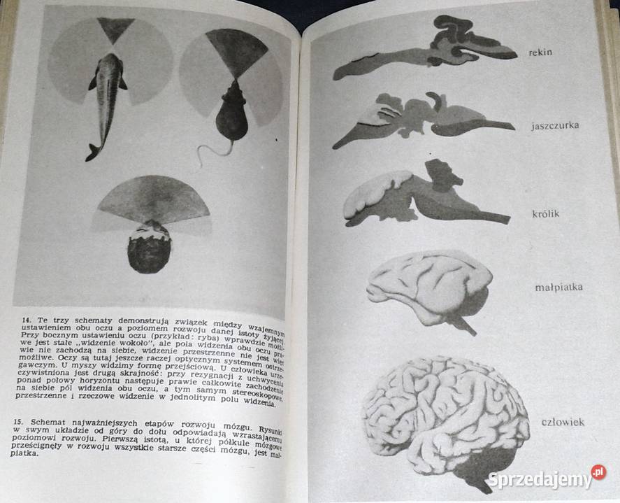 Na początku był wodór Hoimar von Ditfurth Chełm