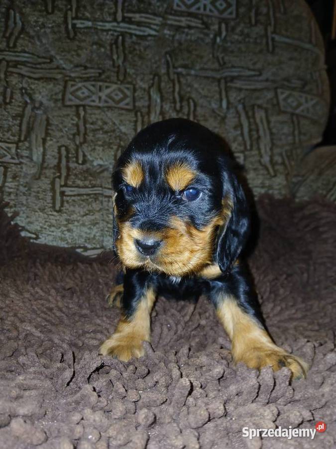 Śliczne Szczenięta Cocker Spaniel Angielski Sieradz sprzedam