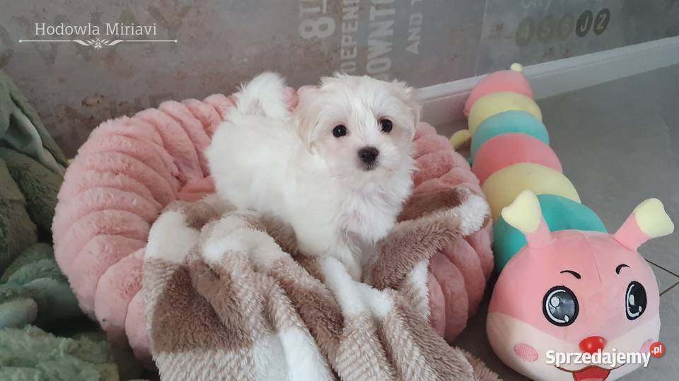 Maltańczyk sunia ZHPR UCI