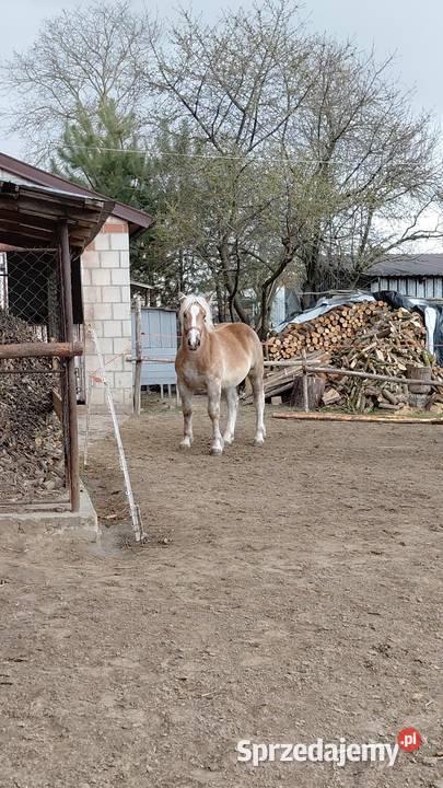 Źrebica zimnokrwista z księgą wstępną sprzedam