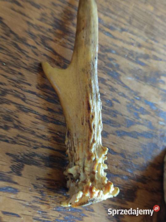 poroże porostki rogi jelenia kozła daniela sprzedam