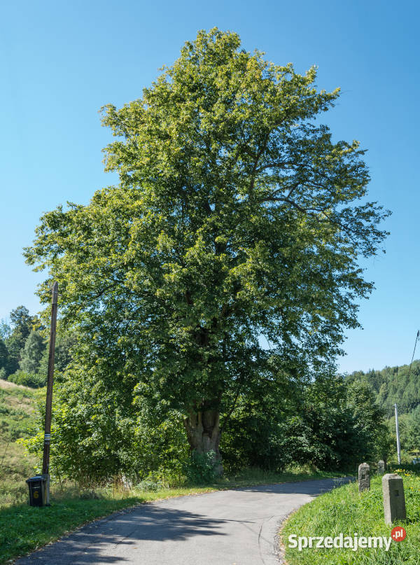 LIPA SZEROKOLISTNA sadzonki 100 w doniczkach Dom i Ogród sprzedam