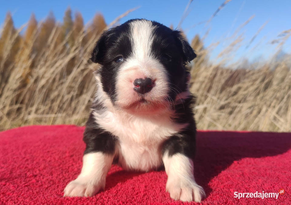 Rasowa suczka BORDER COLLIE z Hodowli pełną dok małopolskie