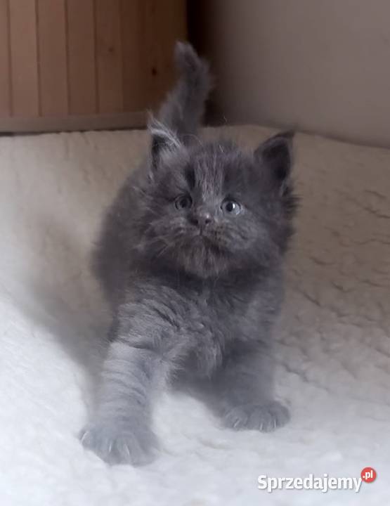 Maine Coon importach Wińsko