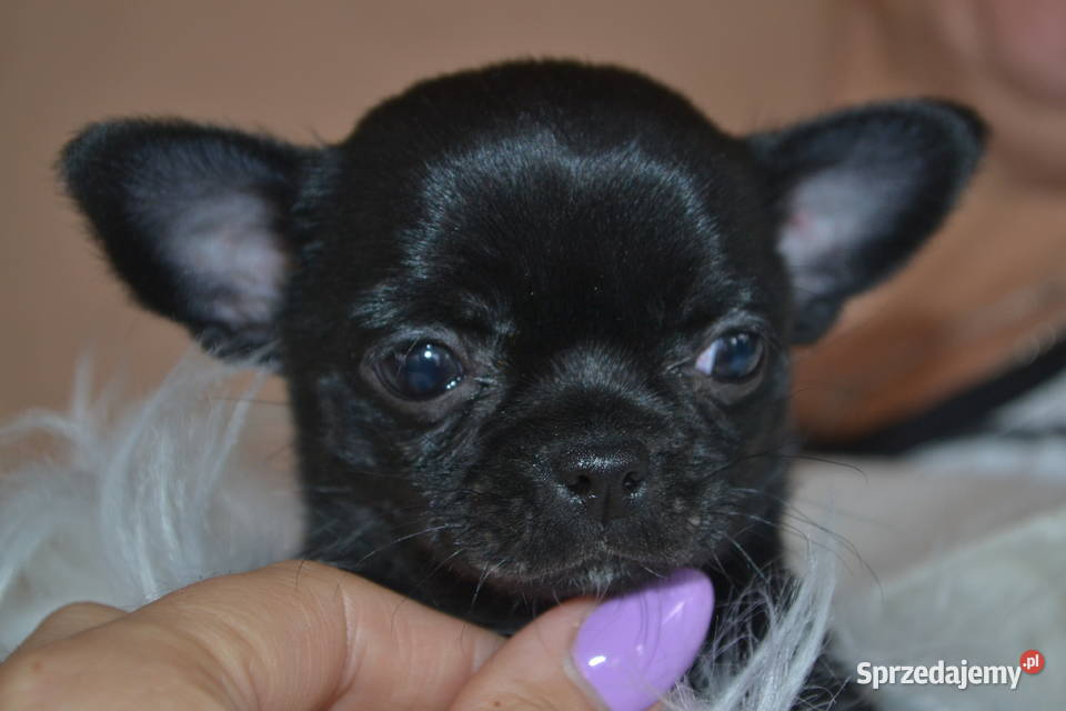 CHIHUAHUA ŚLICZNA CZARNA SUNIA MAMBA Warszawa