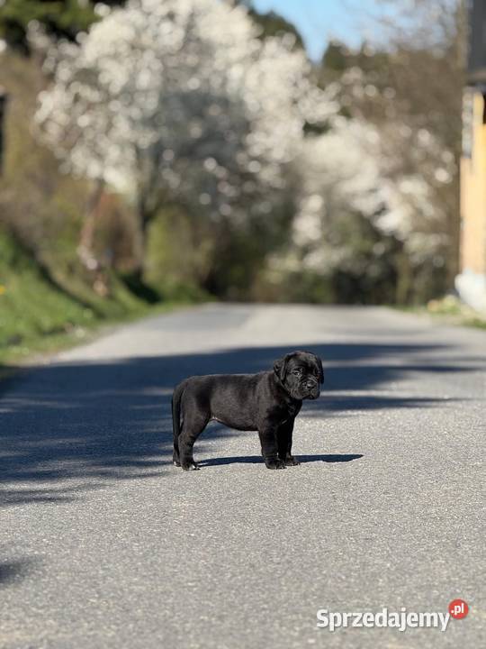 Piękna czarna suczka Cane Corso ZKwPFCI Gdańsk sprzedam
