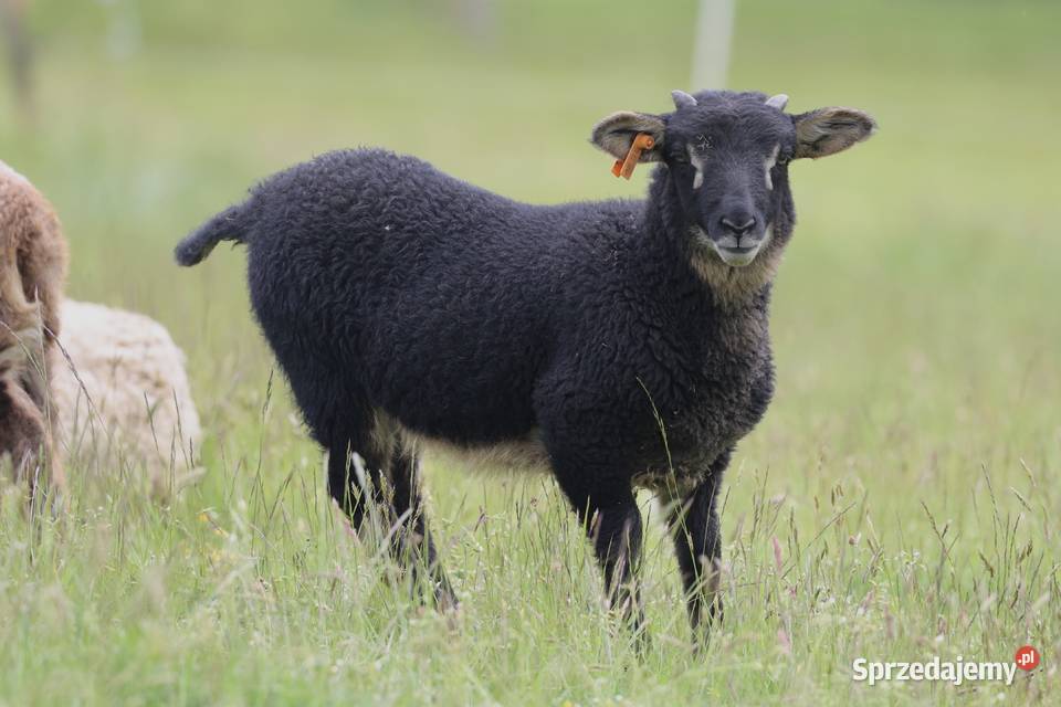 Owce rasy Shetland Dzięgielów