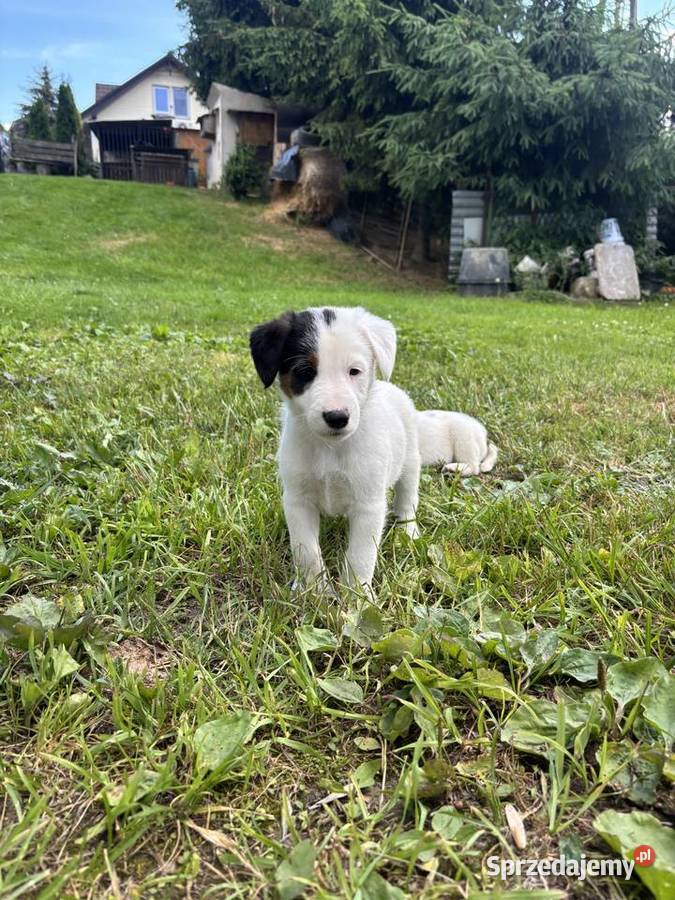 Szczeniaki foksteriera podkarpackie Jaśliska