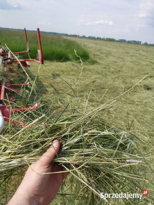 2025 Siano Słoma Bele 120125 Czarnów