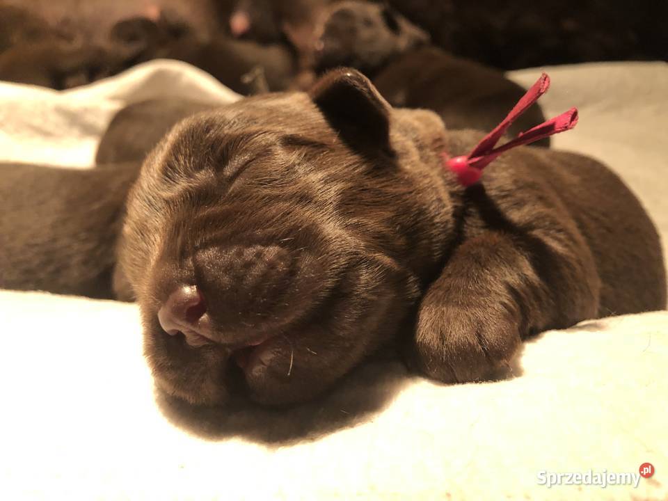 Labrador Czekoladowy suczka Piekary